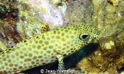 Honeycomb Grouper Juvenile.Jean-Yves BIGNOUX
Mauritius by Jean-Yves Bignoux 